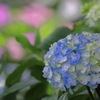 紫陽花 (里山ガーデン) - ③