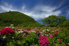 桃源郷 (遠見半島) - ⑤