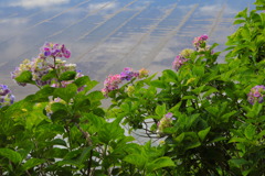 農村で見た紫陽花 (国富町) - ③