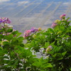 農村で見た紫陽花 (国富町) - ③