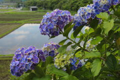 農村で見た紫陽花 (国富町) - ②
