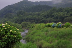 山里の紫陽花 (山之口) - ③