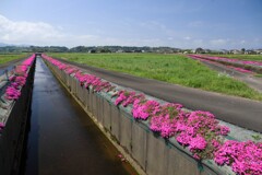 用水路の芝桜 - ②