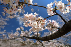 花立山 - ⑤