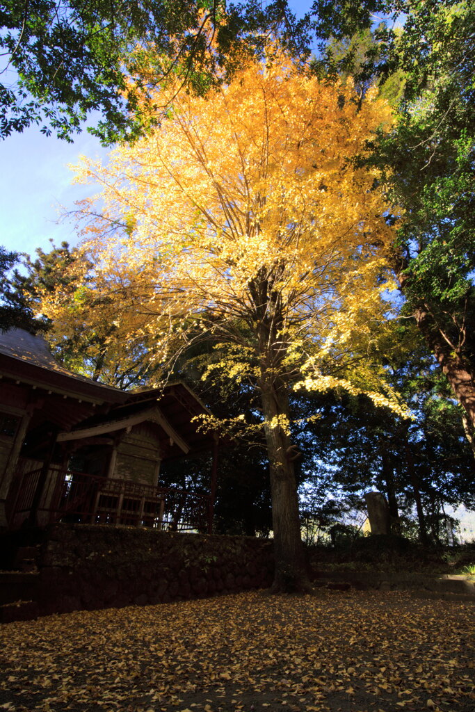 霧島春夏秋冬(菅原神社) - ③