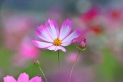 秋桜 - ③