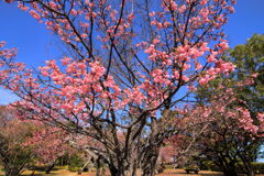 寒緋桜 (子供の国) - ③