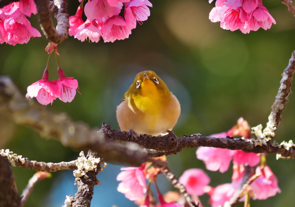 寒緋桜とメジロ - ②