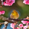 寒緋桜とメジロ - ②
