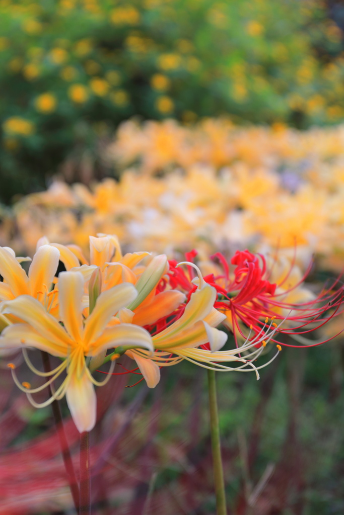 秋の花達