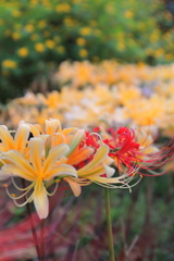 秋の花達