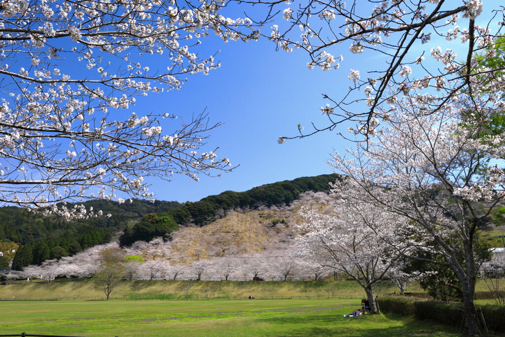 観音池の桜 - ①