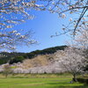 観音池の桜 - ①
