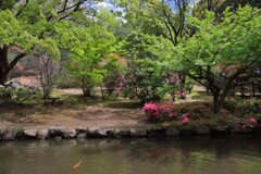 石楠花の森 (法華岳) - ⑨