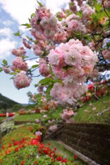 八重桜 (椎八重公園) - ②