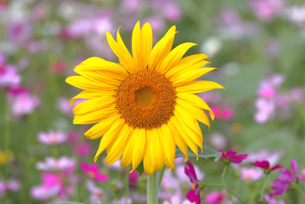 向日葵 (秋桜を従えて)