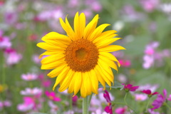 向日葵 (秋桜を従えて)