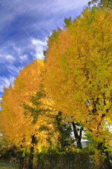 銀杏 (真幸小学校) - ②