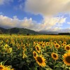 夕暮れの向日葵 (田野町) - ②