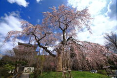 枝垂れ桜 (浄専寺) - ①
