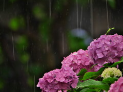 梅雨 - ②