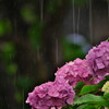 梅雨 - ②