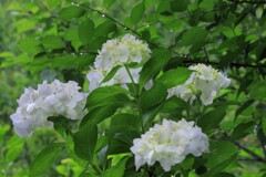 紫陽花 (山之口町) - ③