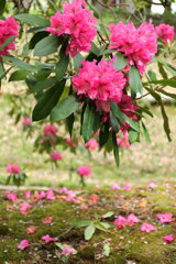 石楠花の森 (法華岳) - ⑦