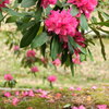 石楠花の森 (法華岳) - ⑦