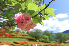 八重桜 (椎八重公園) - ①