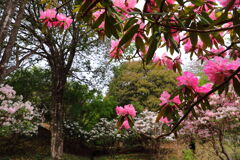 石楠花の森 (法華岳) - ④
