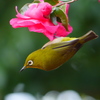 山茶花とめじろ - ①