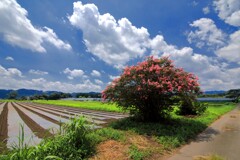 夏の花 - ①