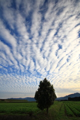 高積雲 (鰯雲) - ②