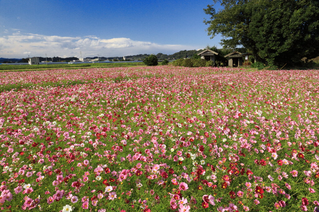 地蔵堂の秋桜 - ③