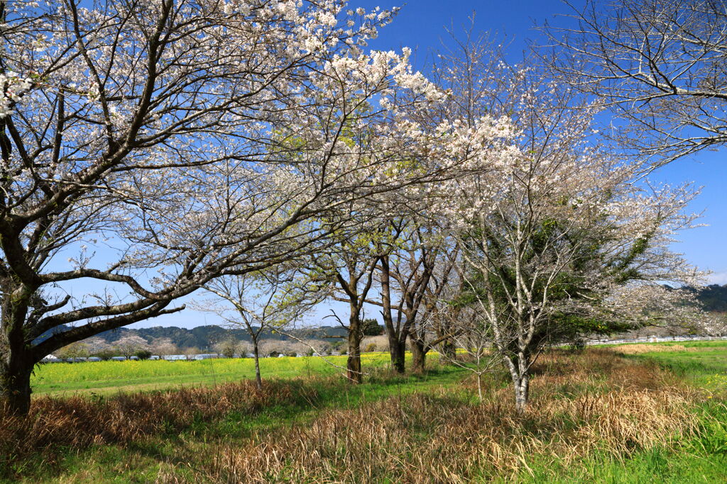 桜の咲く頃 - ②
