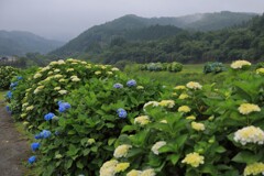 山里の紫陽花 (山之口) - ②