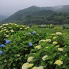 山里の紫陽花 (山之口) - ②