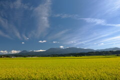 霧島春夏秋冬 (黄金の稲穂) - ②