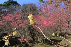 好隣梅 (梅) - ③