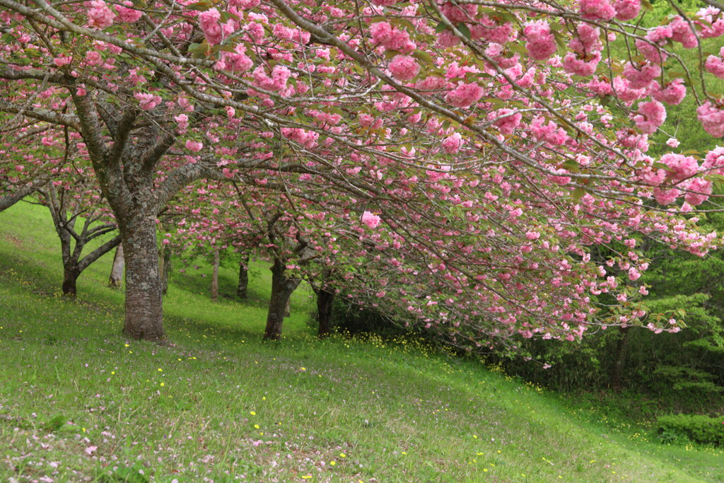 八重桜 (椎八重公園) - ③