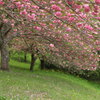 八重桜 (椎八重公園) - ③