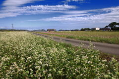 秋の農村 (路傍の花たち)