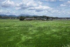 風渡る水田 - ①