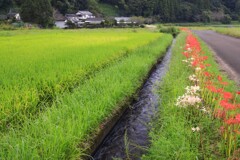 路傍の彼岸花 (用水路)