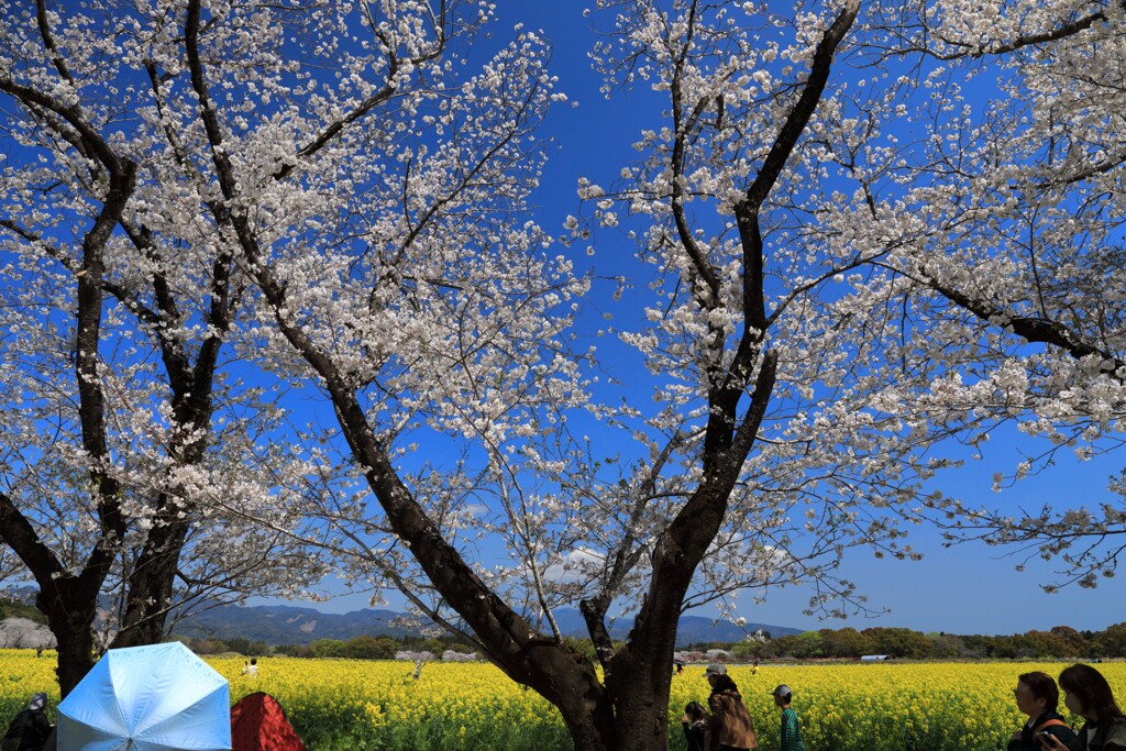 満開の桜 (西都原) - ②