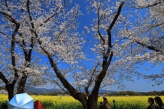 満開の桜 (西都原) - ②