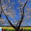 満開の桜 (西都原) - ②