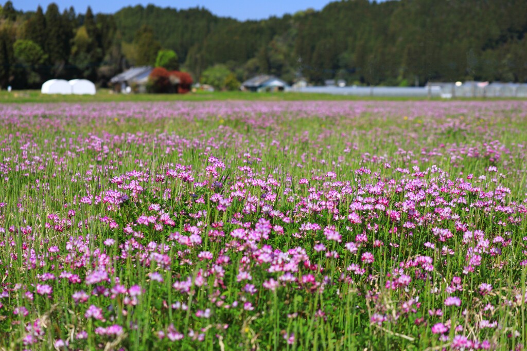 蓮華 (小山田地区) 