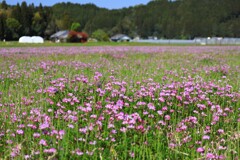 蓮華 (小山田地区) 